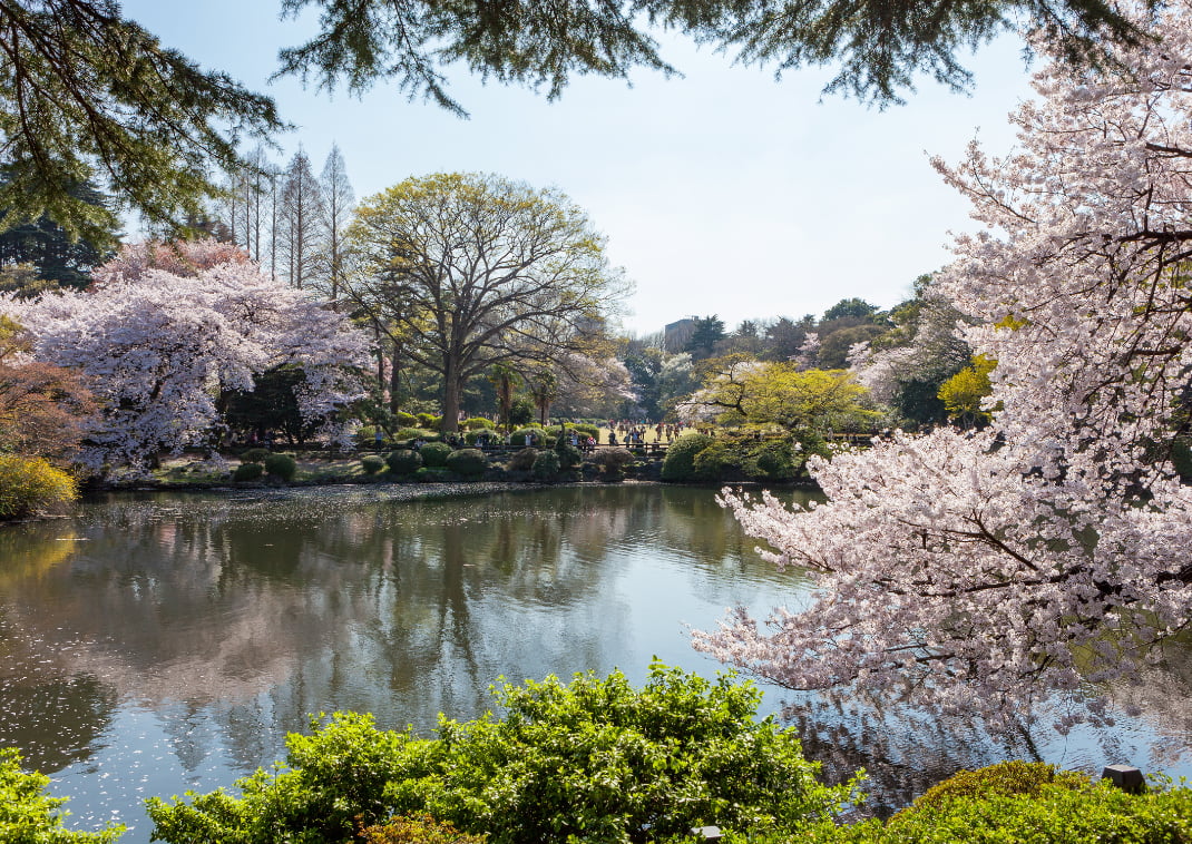 The pond and Cherry-blossom trees in Shinjuku Gyoen national garden.