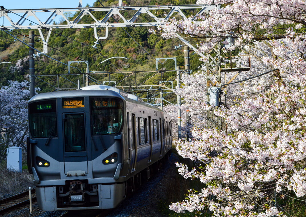 A train pulls into Yamanakadani Station, surrounded by cherry-blossom trees.