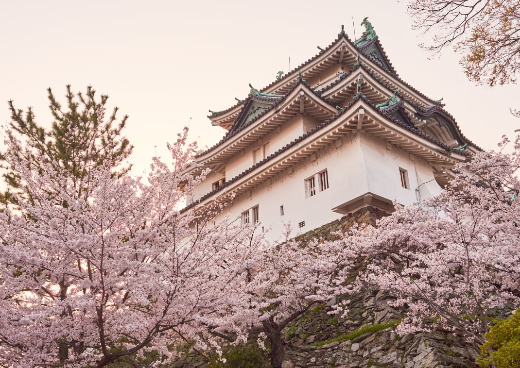 Wakayama castle during cherry-blossom Sakura season in Wakayama, Japan