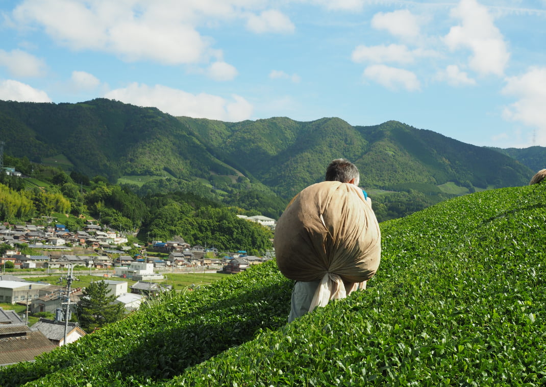 beautiful view on the terraced tea plantation near Uji, Kyoto Prefecture, Japan
