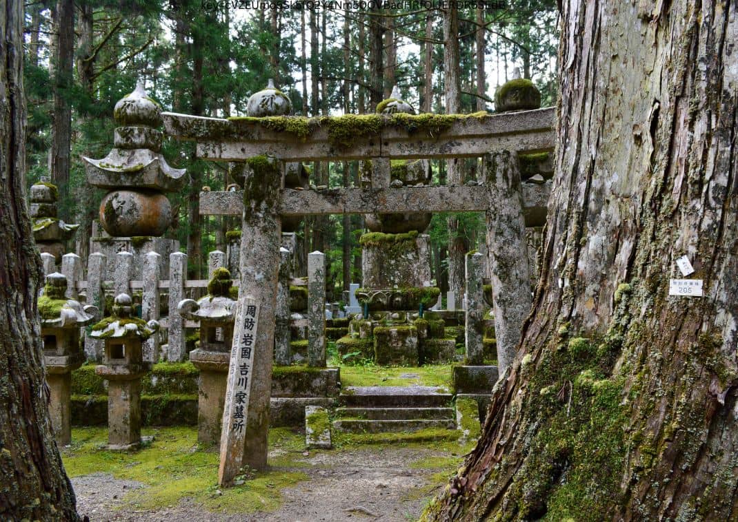 close up of a Japanese cemetery with towering cedar trees