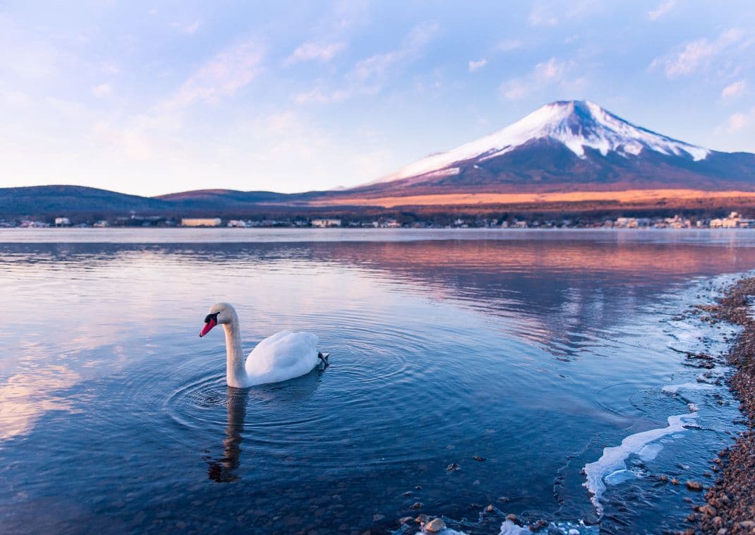  Swan in lake yamanaka with Mt.Fuji background 