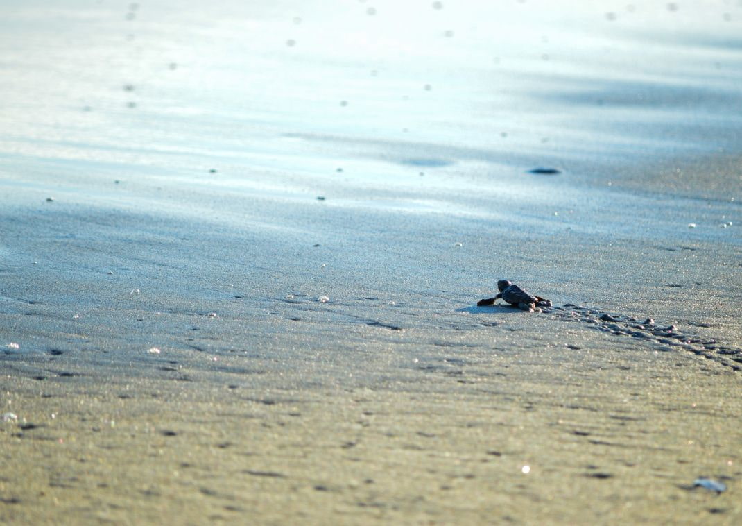 A baby turtle almost to the waves