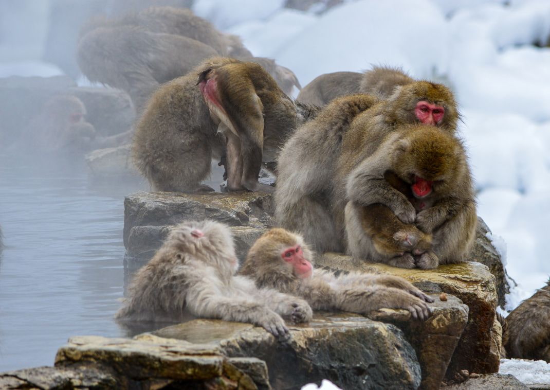 Bathing snow monkeys of Nagano.