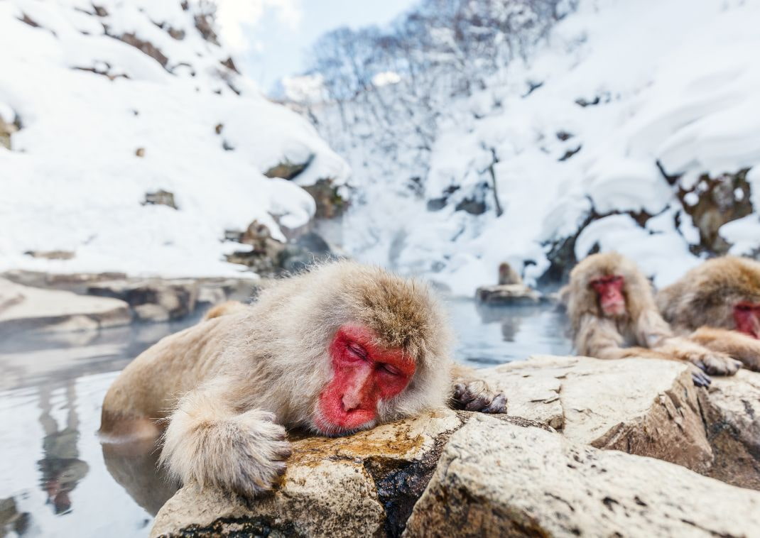 Top 5 Amazing Animal Experiences of Japan Japanspecialist