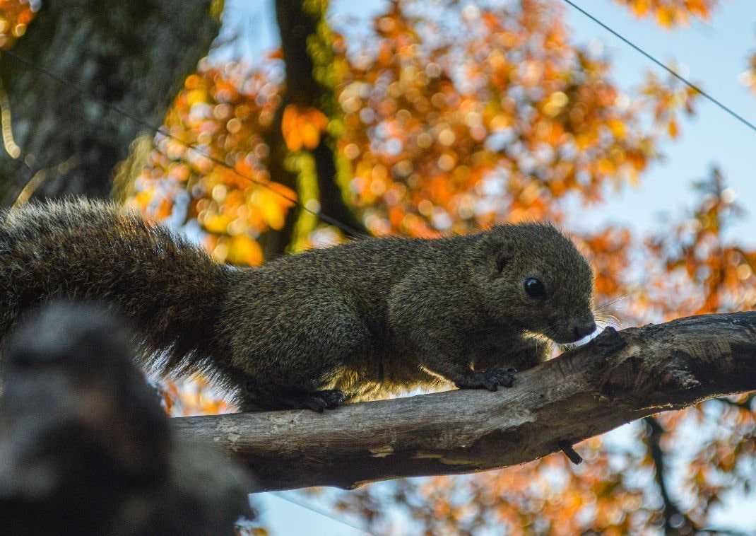 squirrel on a branch