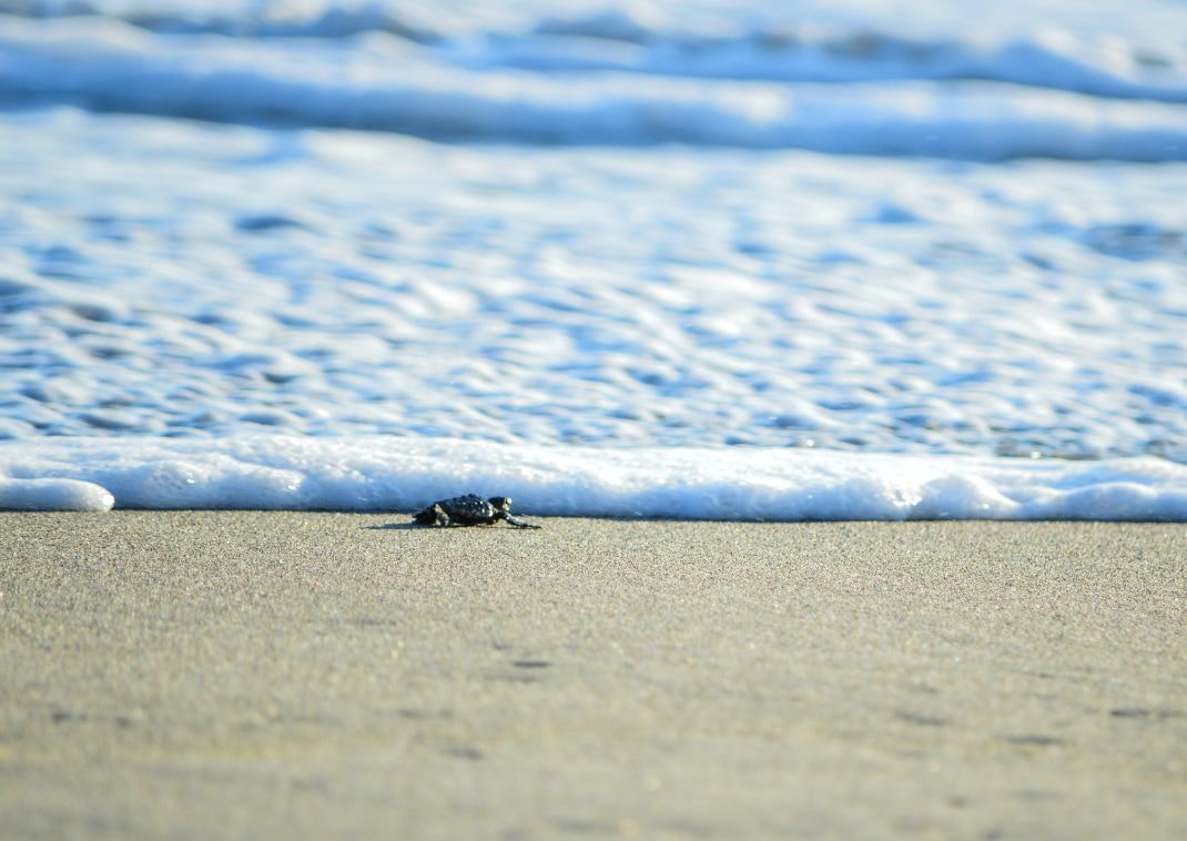 a baby turtle meeting a wave