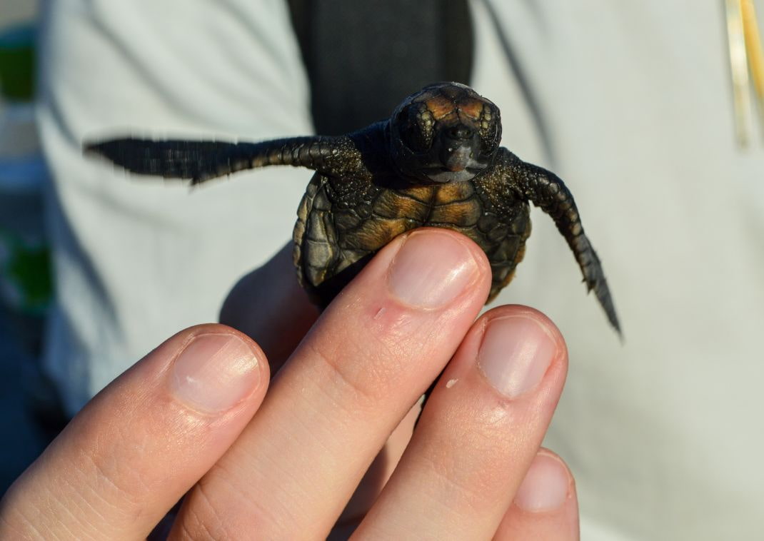 A tiny turtle up close