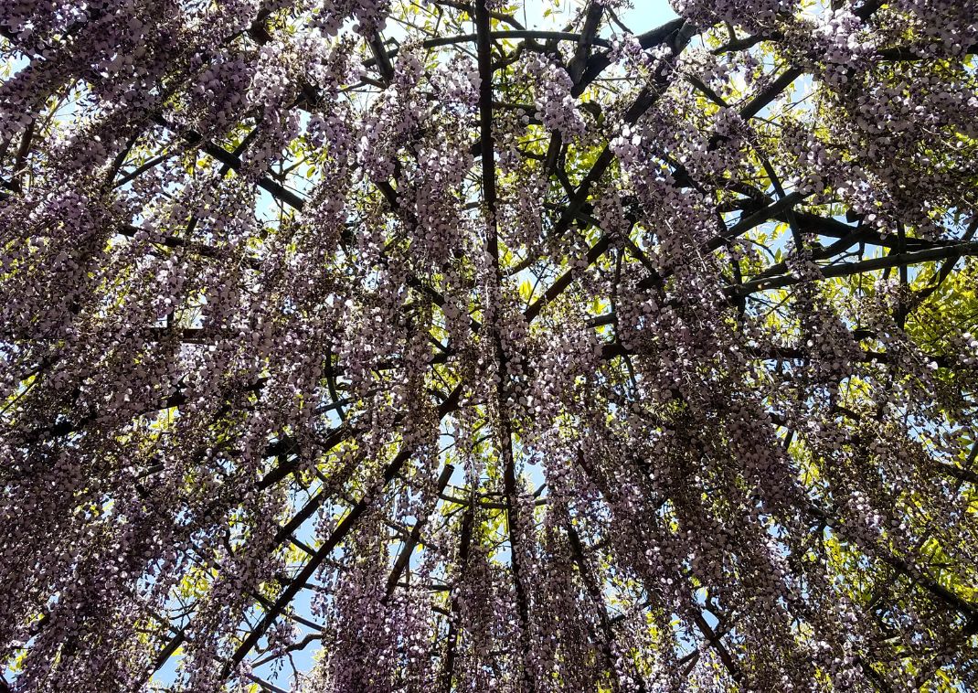 A wisteria dome in Kawachi Garden, Japan