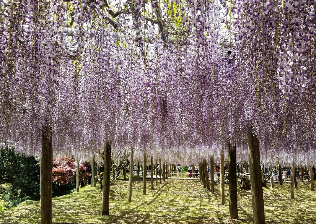 Wisteria in full bloom