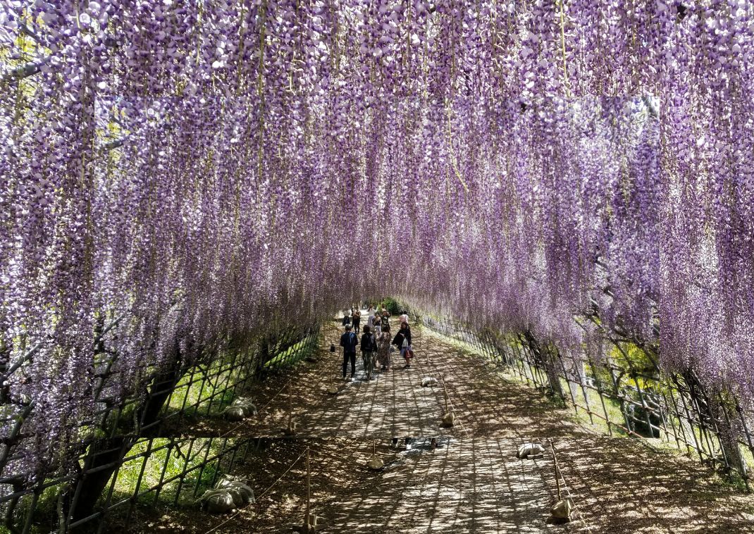 One of the wisteria tunnels in Kawachi Garden