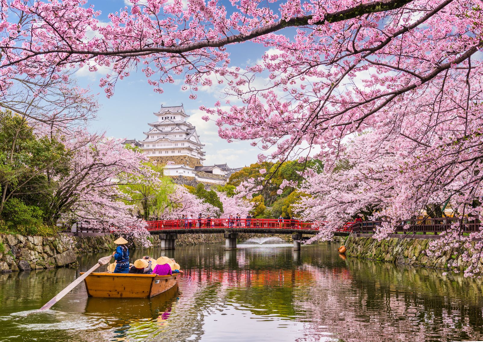 Beautiful pink cherry blossoms in front of Himeji Castle in Japan in spring