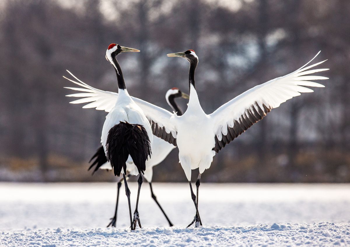 Japanese red crown cranes dancing in snow, Tsurui village, Hokkaido