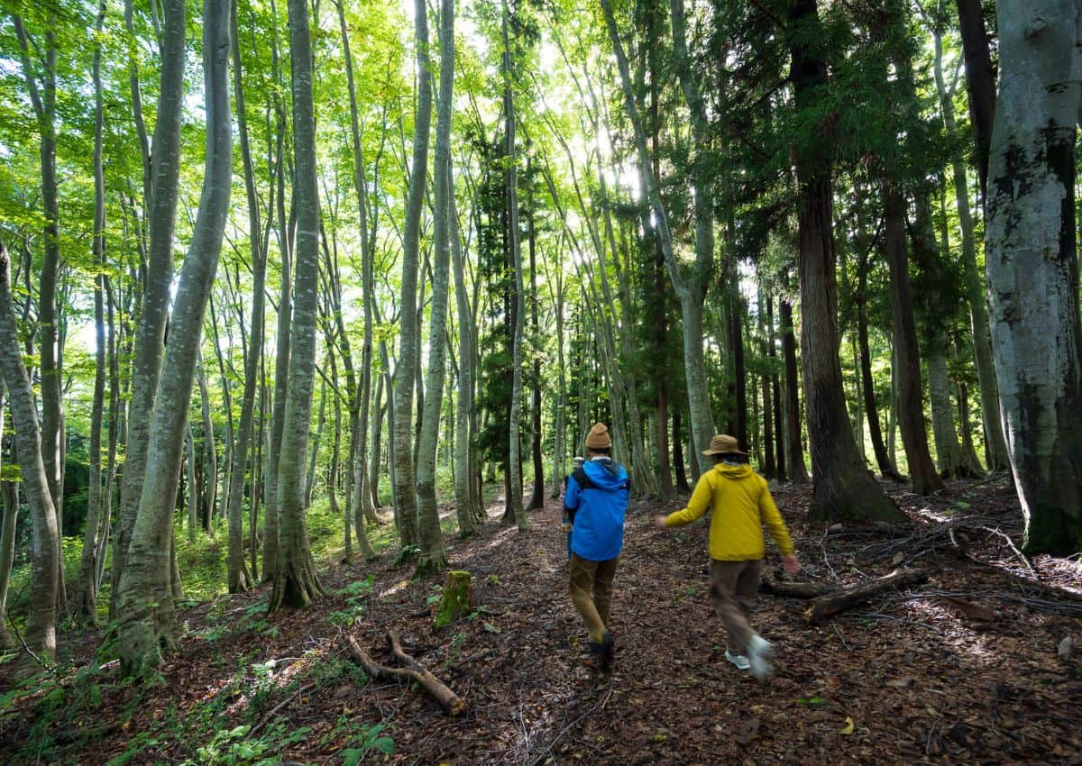 Two hikers participating in forest bathing in Japan