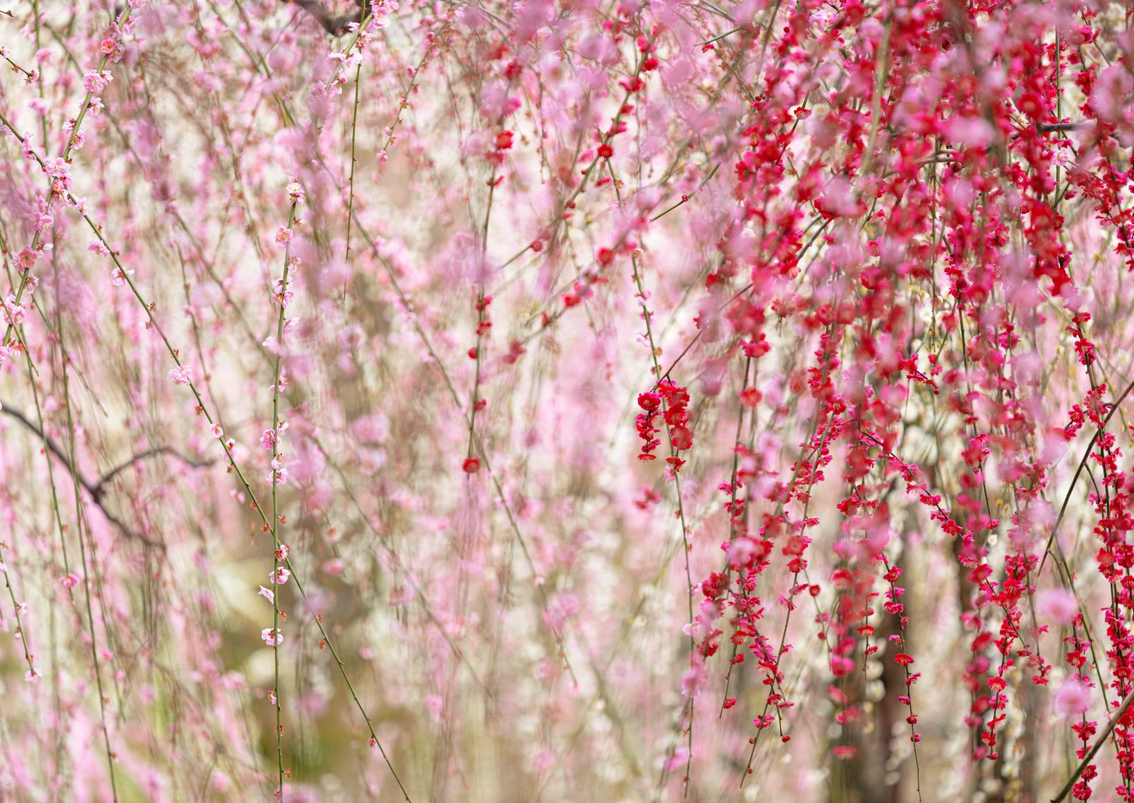 Plum blossoms in Jonangu Shrine, Kyoto, Japan