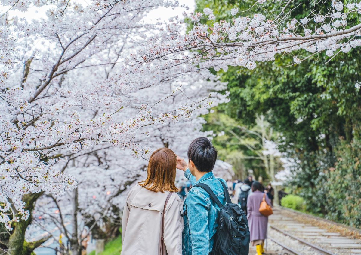 Couple taking photos under cherry blossoms, Kyoto, Japan