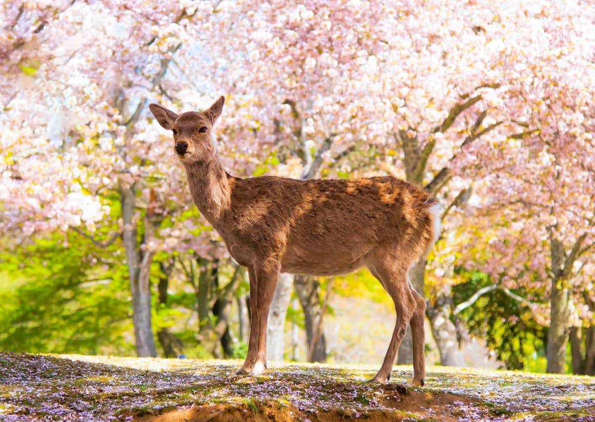 Deer in Nara Park, Nara