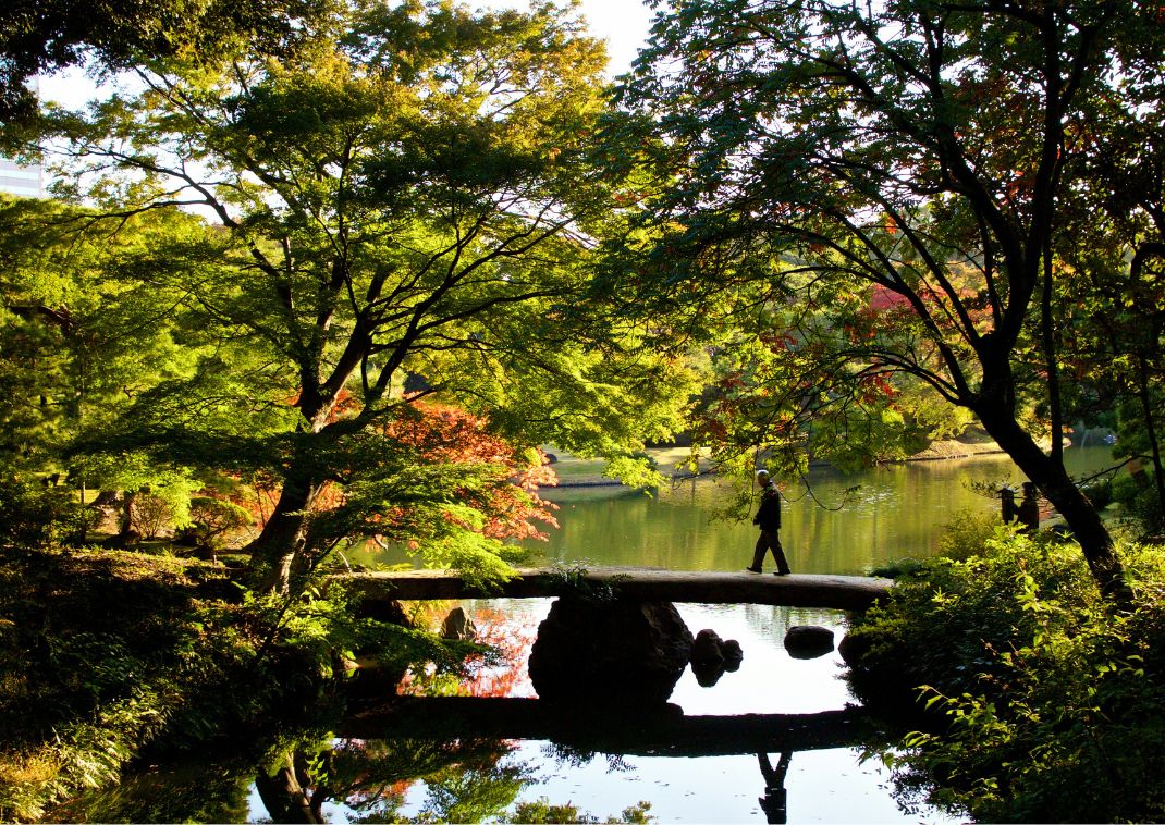 Man walking thorugh Rikugien Garden, Tokyo, during autumn