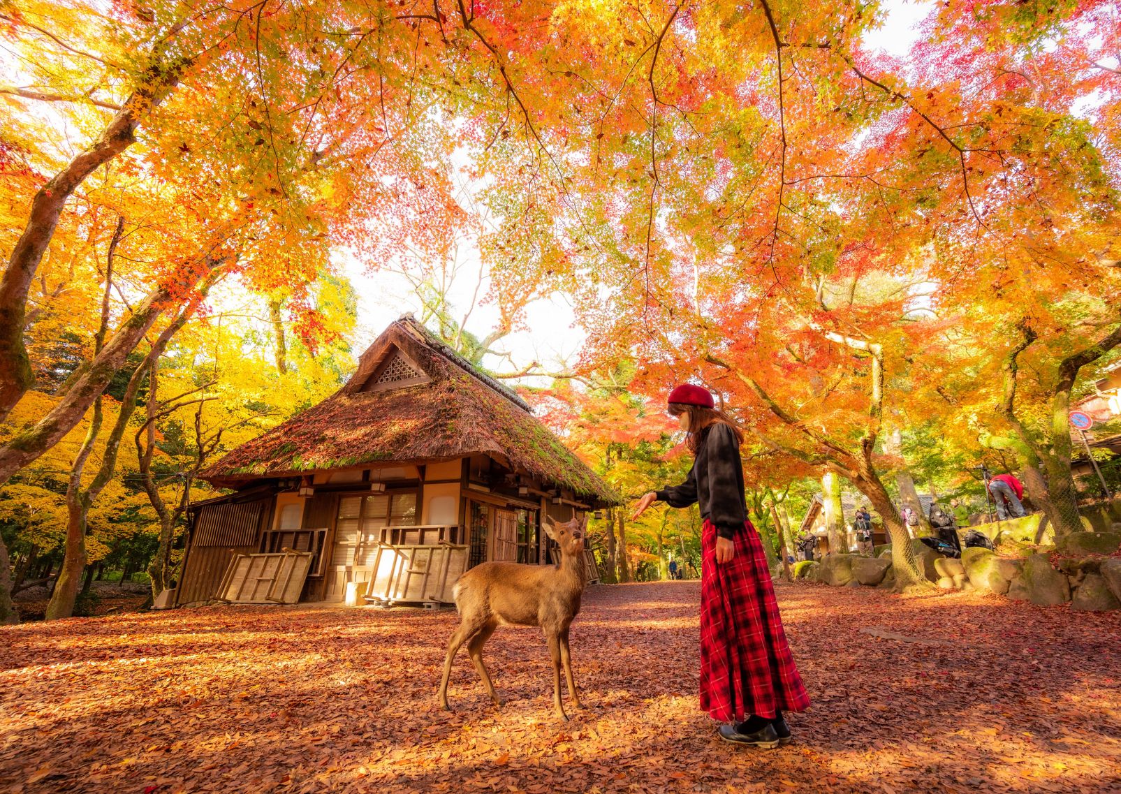 Girl with deer in Nara Park, autumn, Japan