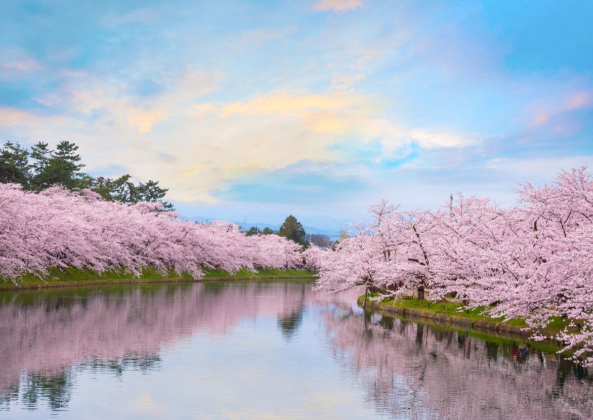 Hirosaki Cherry Blossom Festival over the water