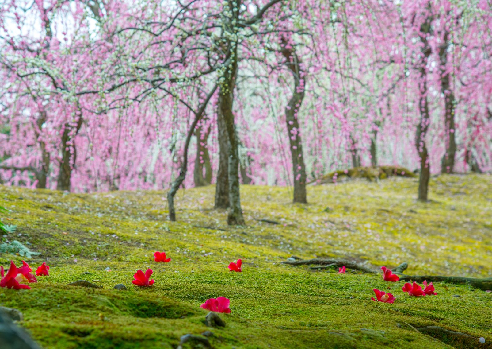 Plum blossoms and camellia in Jonangu Shrine, Kyoto, Japan