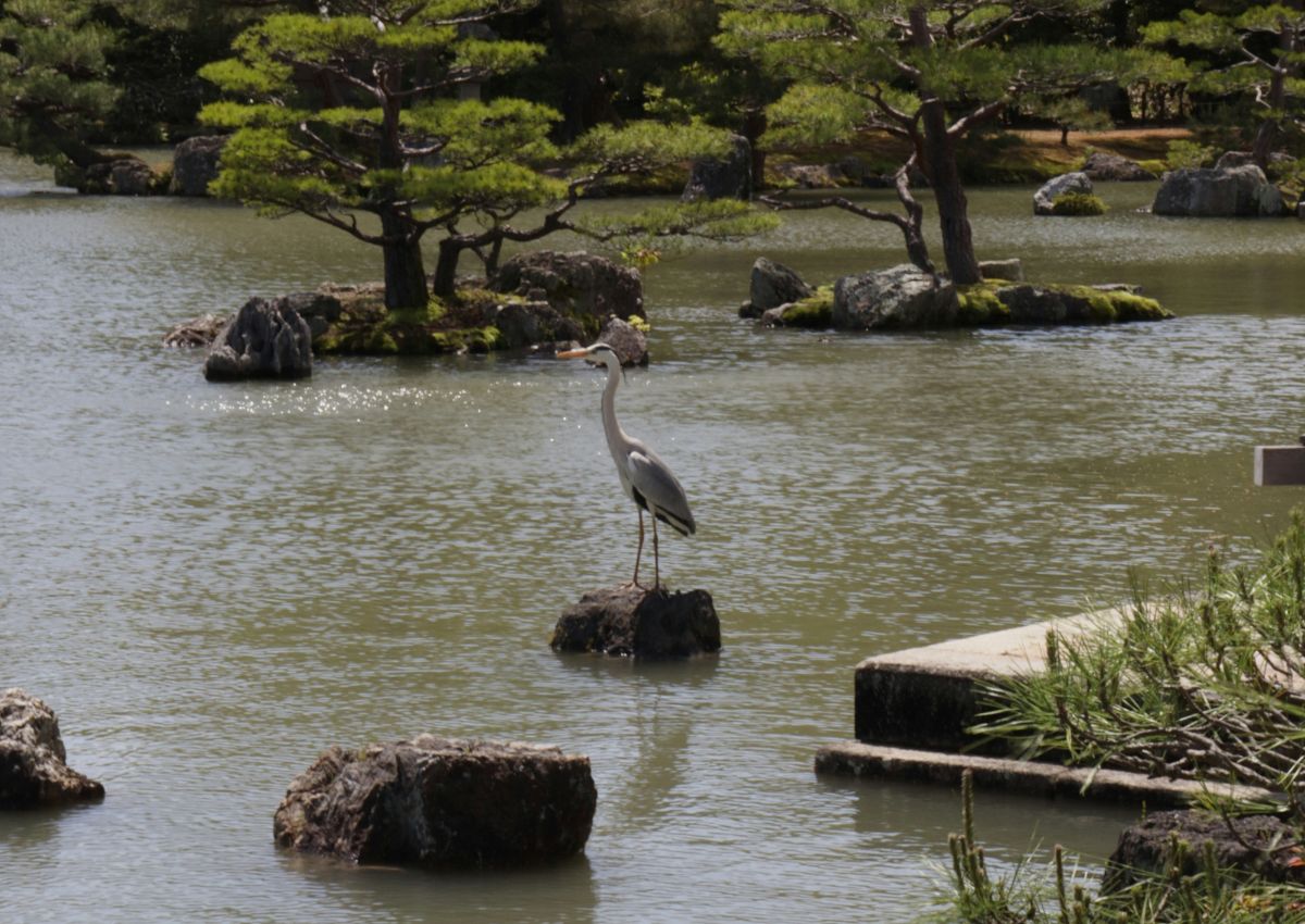  Morning at Kinkaku-ji