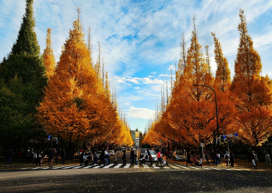 Locals passing the Gingko Avenue of Meiji Jingu Gaien, Tokyo, Japan