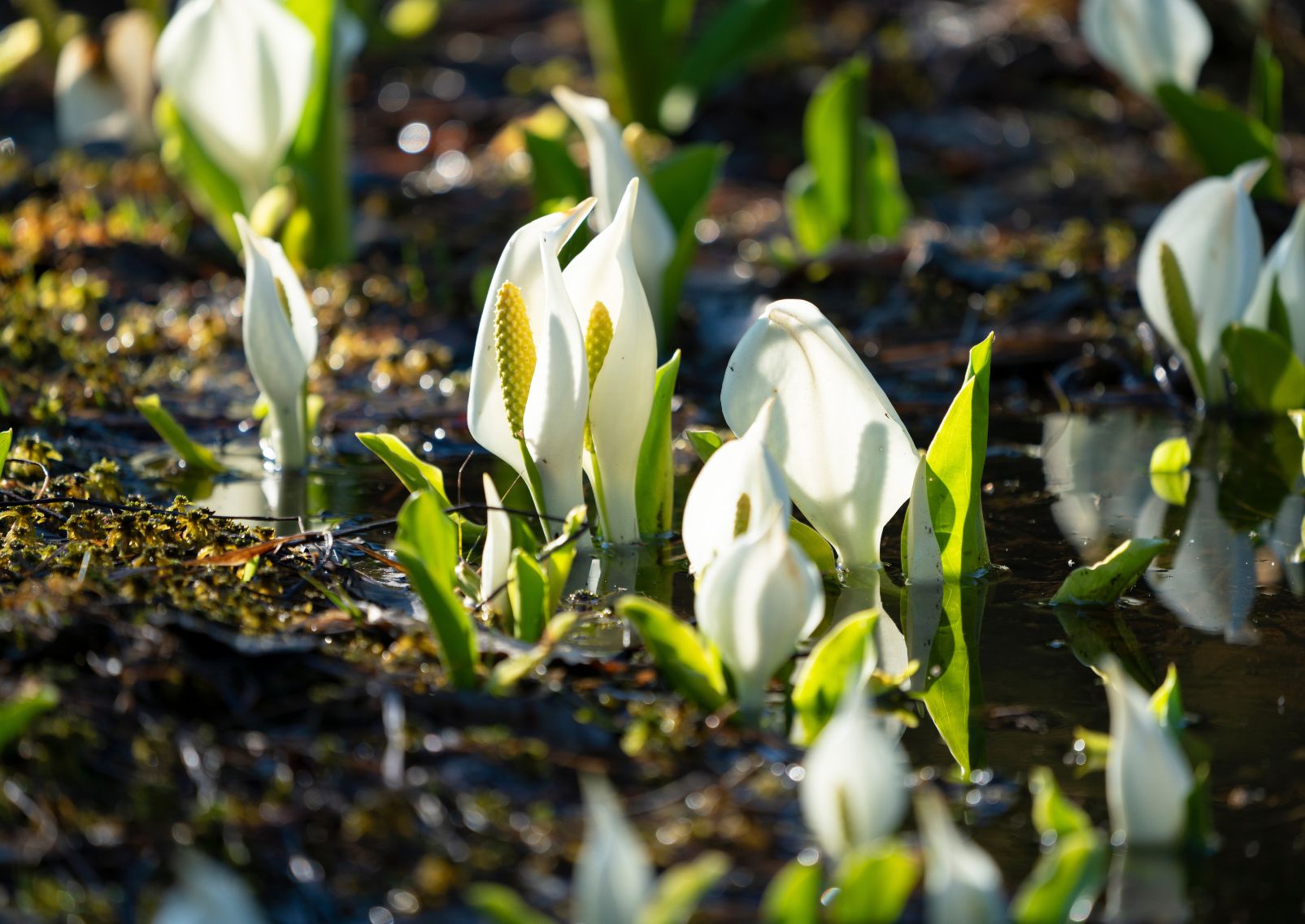 Mizubasho flowers in bloom, Japan