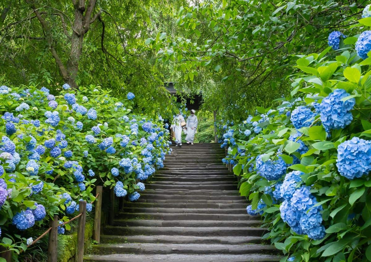 Hydrangea garden of Meigetsu-in Temple, Kamakura