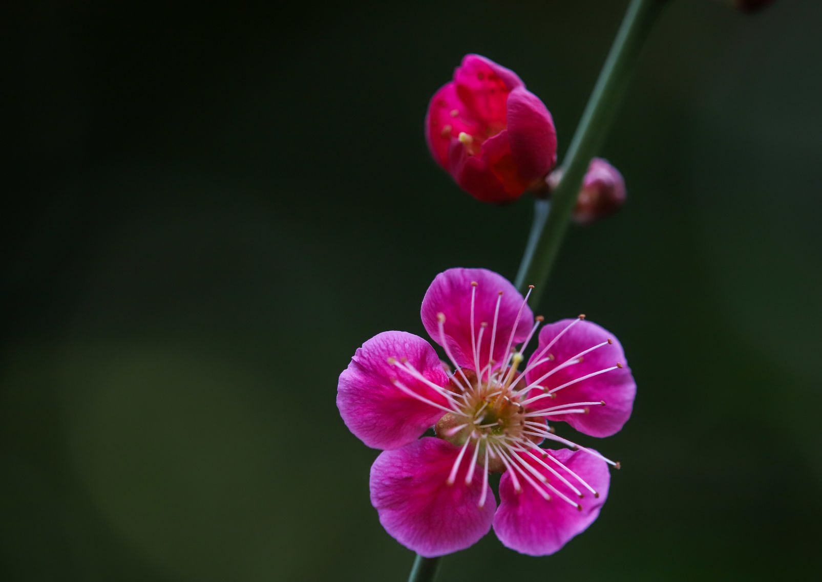 Bright pink plum blossoms in Umenomiya Taisha, Kyoto, Japan