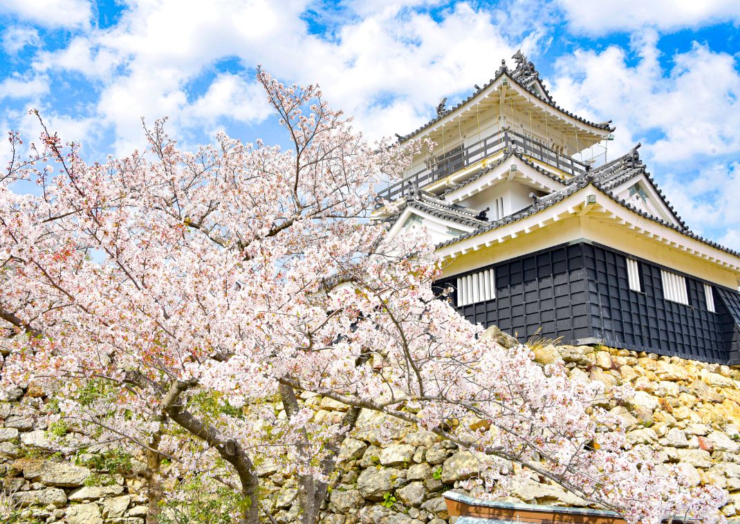 cherry blossoms around Hamamatsu Castle