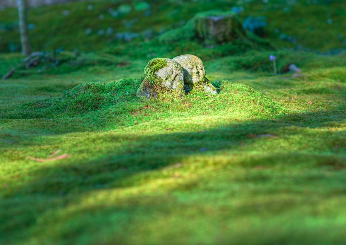 Stone statues covered in moss, Kyoto