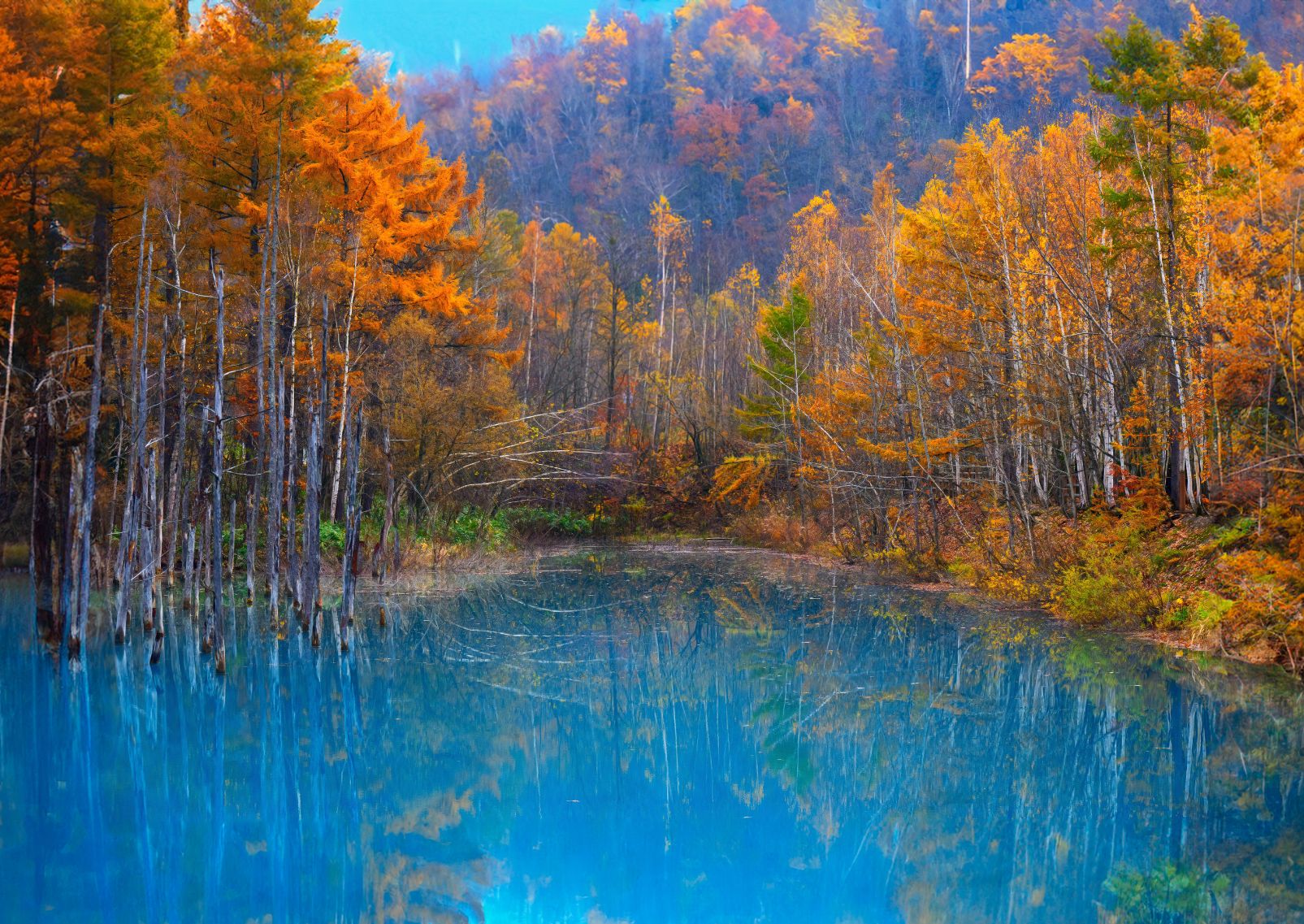 Yellow autumn leaves in Hokkaido