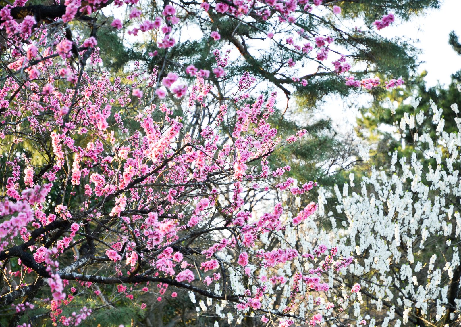 Peach and plum blossoms in Kyoto Gyoen National Garden, Japan