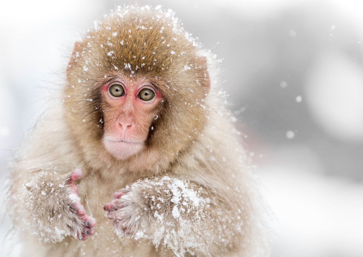 Baby snow monkey, Nagano
