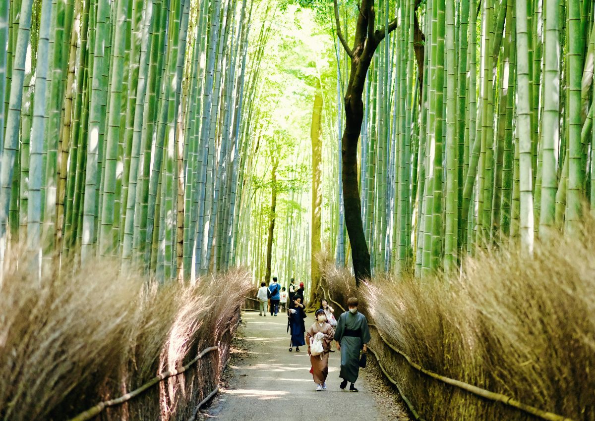  Arashiyama Bamboo Grove, Kyoto, Japan