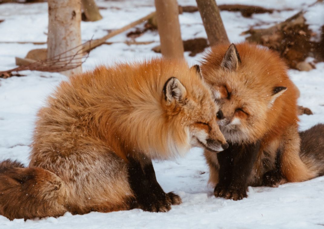 Japanese foxes in winter snow