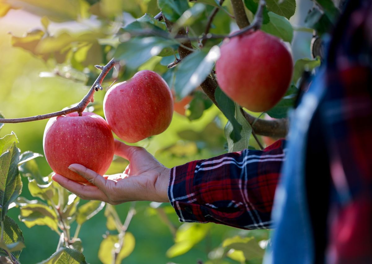 Aomori, famous for apple production