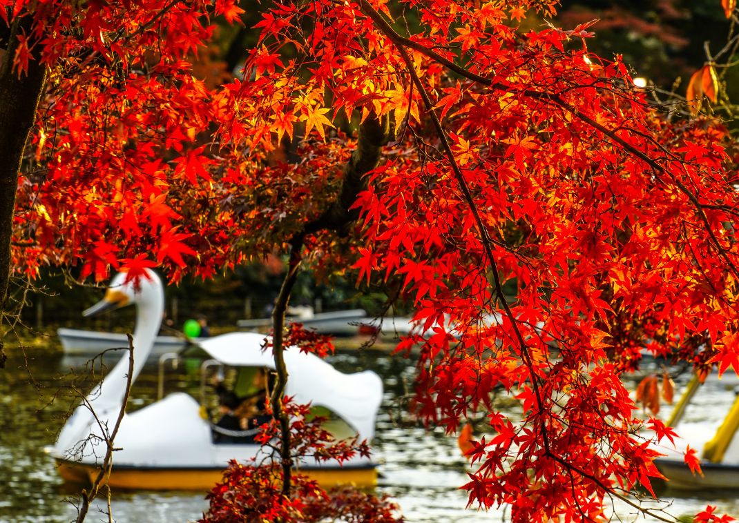 Duck boats at Inokashira Park, Tokyo