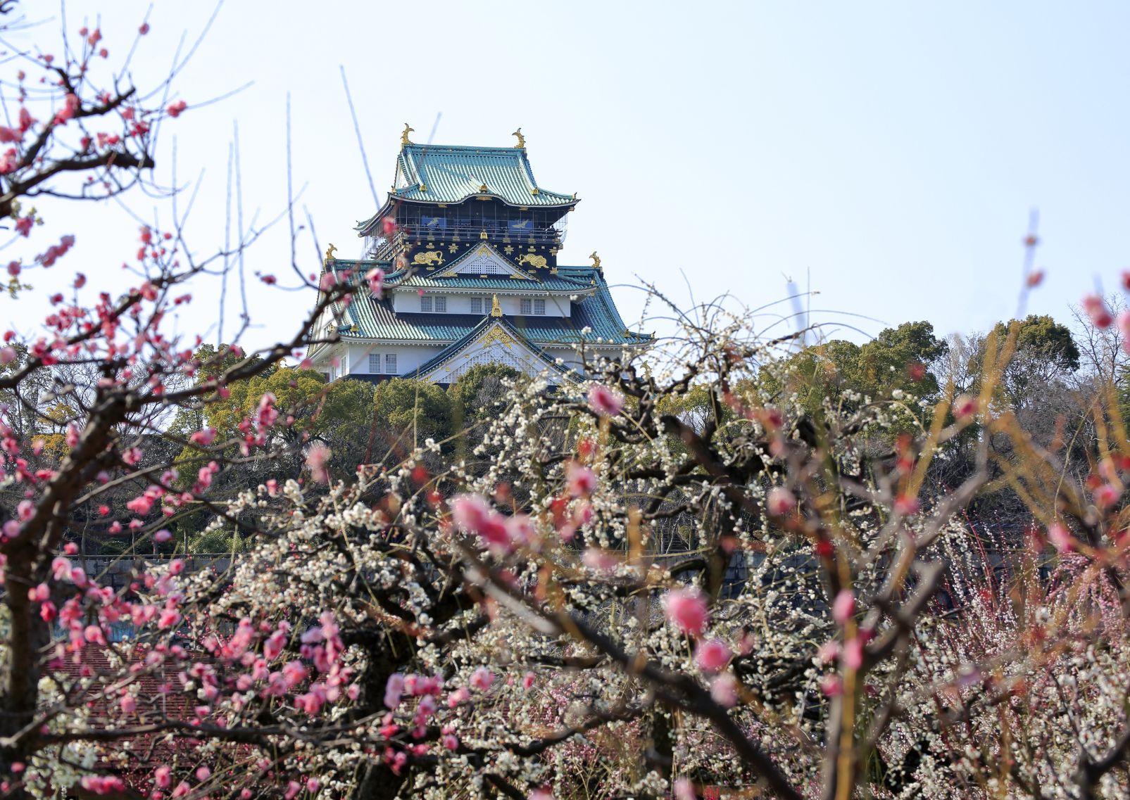 Osaka Castle with plum blossoms, Japan