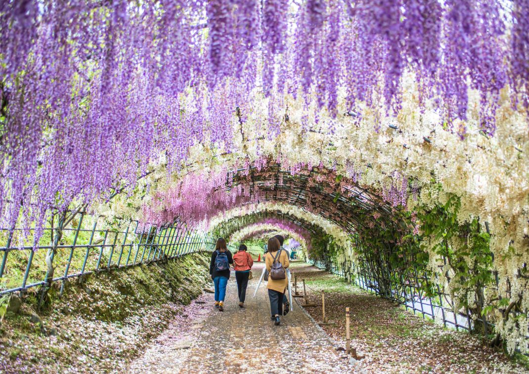 Wisteria tunnel in Kawachi, Japan