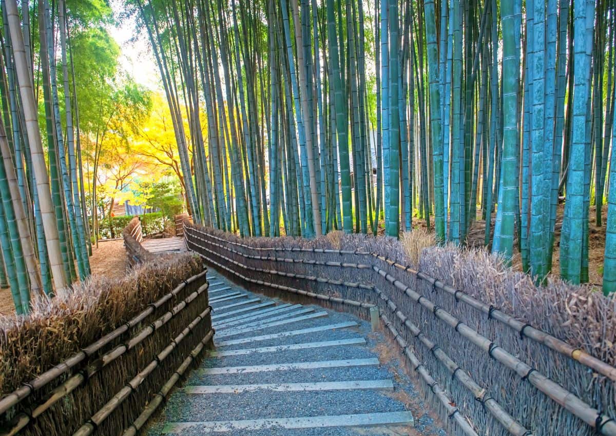 Adashino Nenbutsu-ji Temple’s bamboo grove, Kyoto