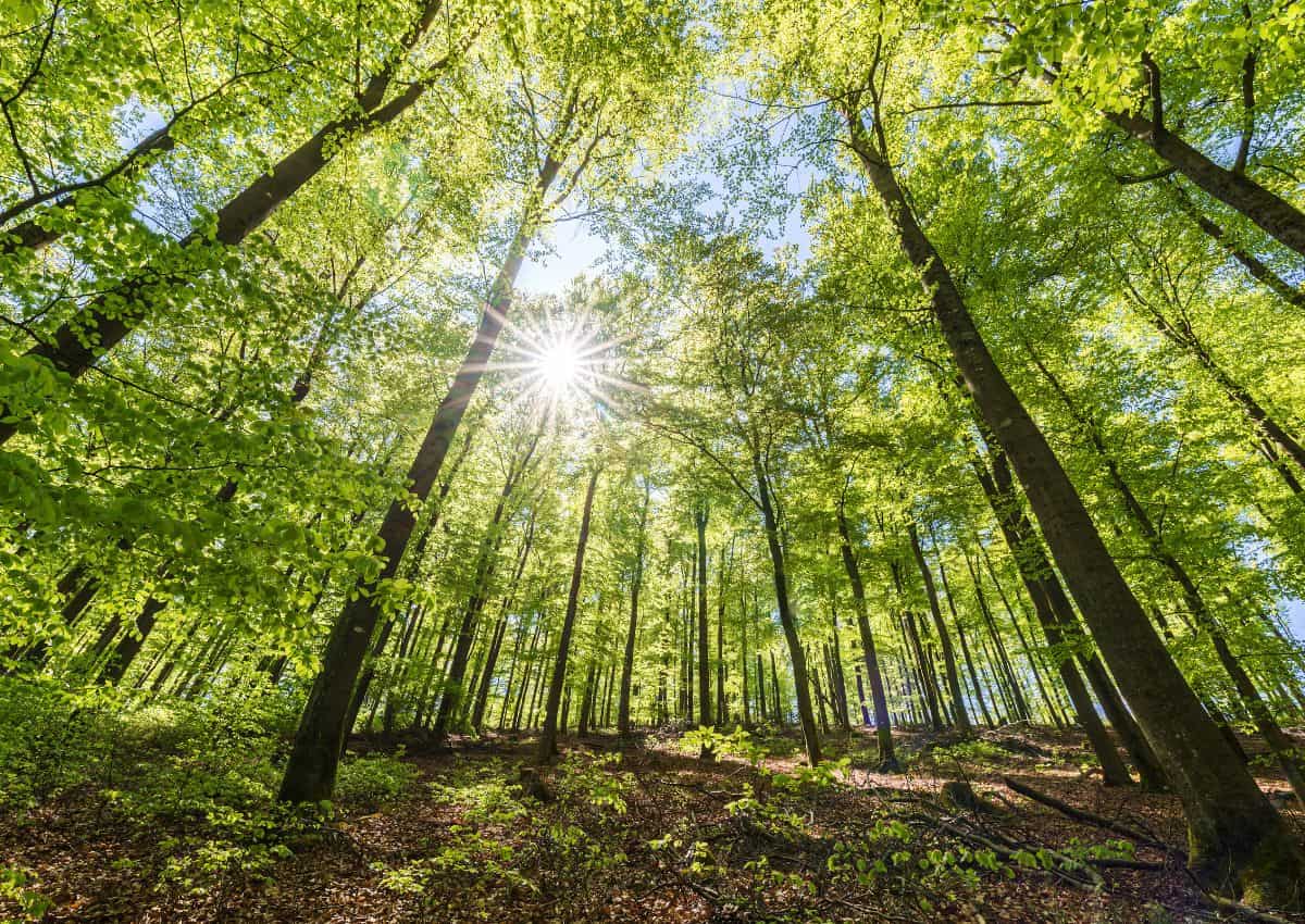 Beech forest with sunshine