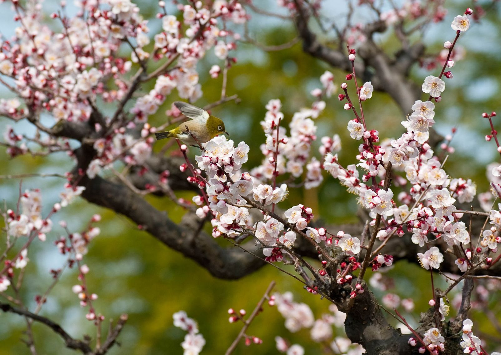 Plum blossoms and bird in Expo 70 Commemorative Park, Osaka, Japan