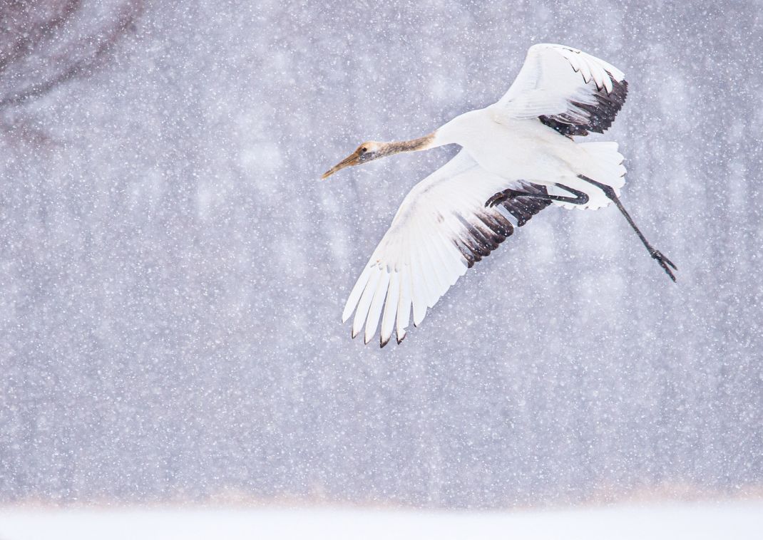 Red crowned cranes in Hokkaido 