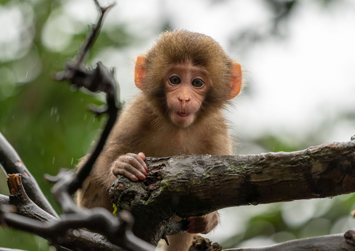 Iwatayama Monkey Park, Arashiyama, Kyoto