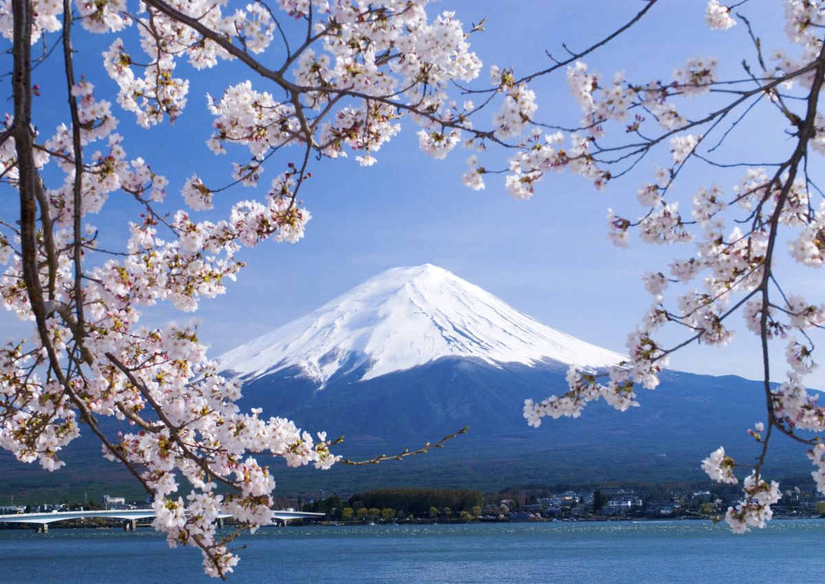Spring cherry blossom with Lake Kawaguchi and Mount Fuji in the background