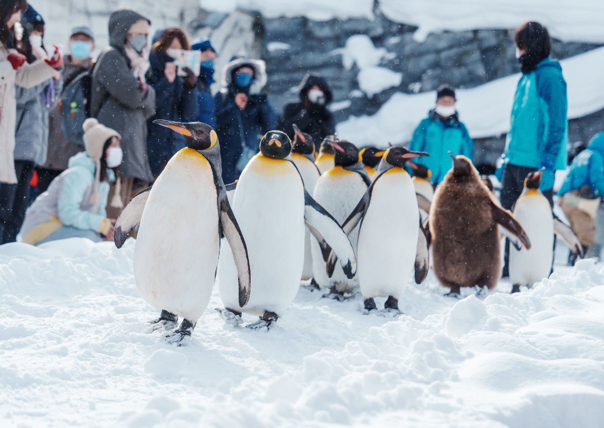 King Penguin parade walking on snow at Asahiyama Zoo in winter