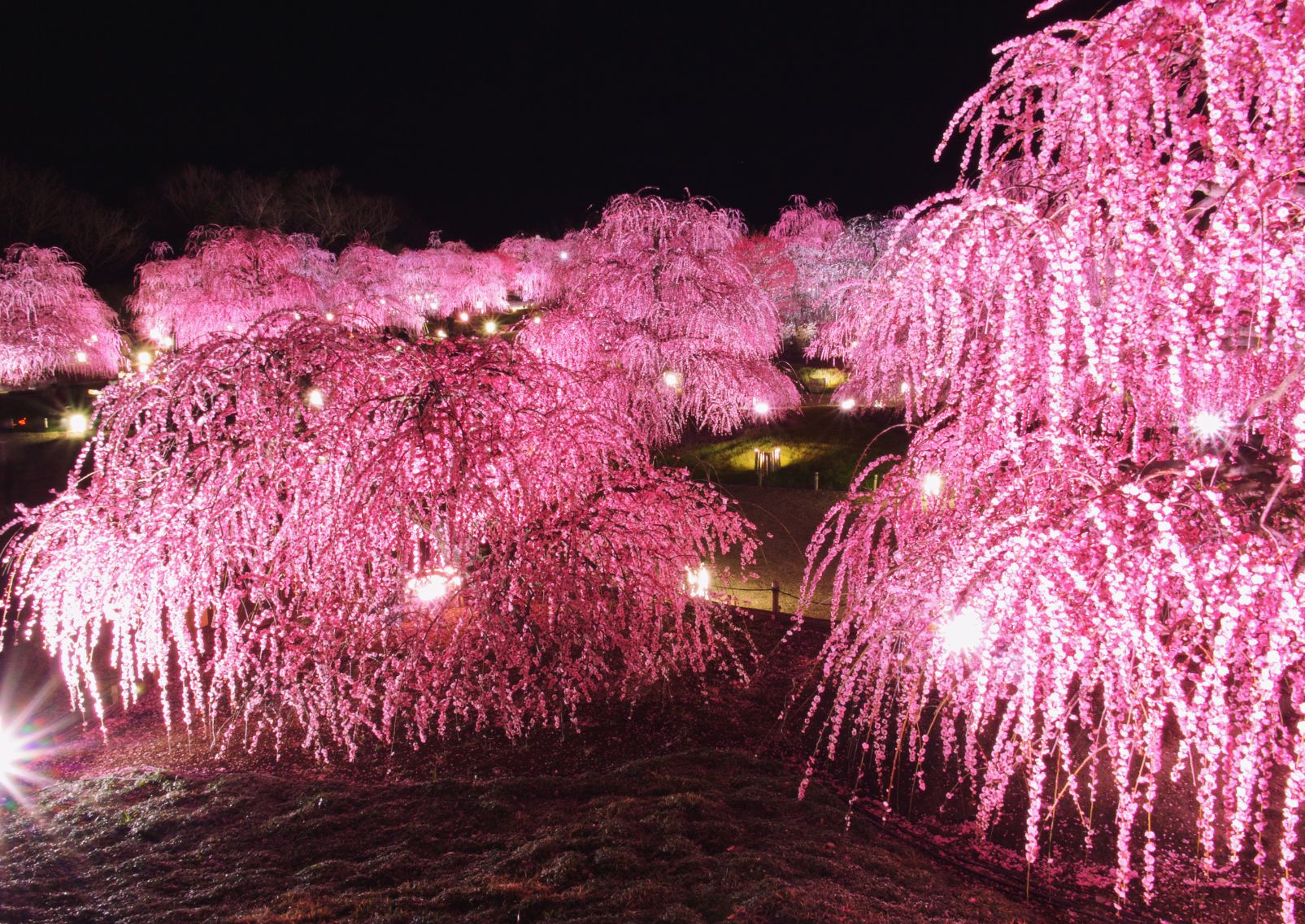 Weeping plum grove of Suzuka Forest Garden, Mie, Japan