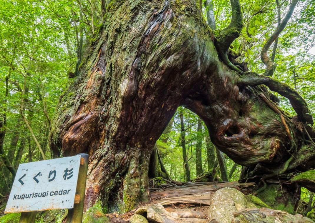 Shiratani Usuikyo Ravine, Yakushima, Japan